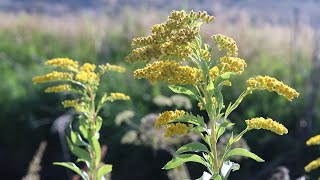 CANADA GOLDENROD Solidago canadensis [upl. by Eicram622]