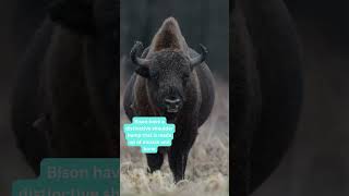 Bison vs Bull Hump  Amazing Animals animals [upl. by Nemrac402]