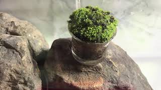 Moss Cup  Home decoration [upl. by Ecirum35]