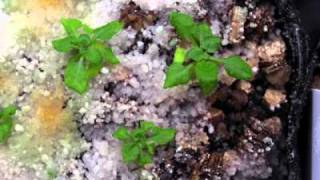 Growing Arabidopsis thaliana Col [upl. by Inaniel]