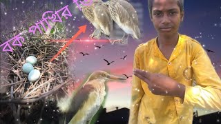 বকের বাসায় কি আছে🦩🦩 [upl. by Dloraj]