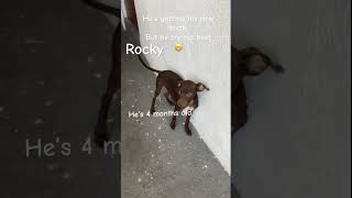 He’s dangerous watch out 🤫 funnydogs animals cute [upl. by Abil433]