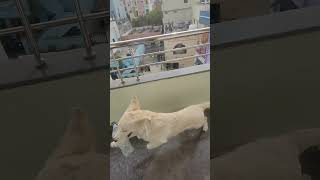 roxie goldretriever funnydog goldendog labrador music tamil song [upl. by Rekyr]