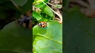 Ladybird Ladybug 🐞 australia nature travel insects [upl. by Tasha]