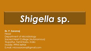 Shigella sp [upl. by Mersey926]