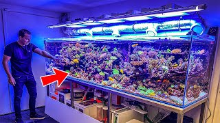 Most Beautiful Private Reef Tanks 400 GALLON [upl. by Irod]