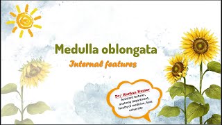 medulla oblongata part 2 internal features [upl. by Otiv571]