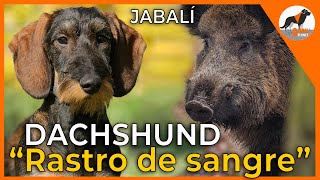 quotDachshund 🐾 Descubriendo secretos en el rastro de sangre del jabalí 🐗quot [upl. by Three]