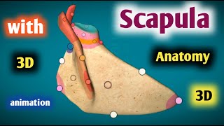 scapula bone anatomy 3d  surfaces  borders  angles  joints [upl. by Annahs]