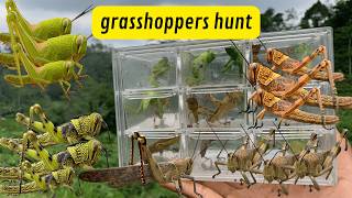 ME vs THOUSANDS of GRASSHOPPERS Epic Grasshopper Catching Challenge [upl. by Enileuqkcaj933]