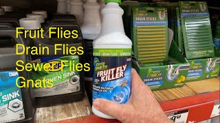 Fruit Flies Drain Flies Sewer Flies Gnats [upl. by Okin467]