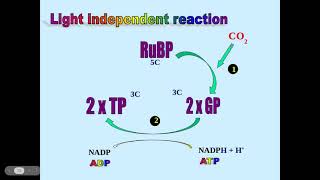 521 Photosynthesis e The lightindependent stage of photosynthesis f The uses of TP [upl. by Aneehsak]