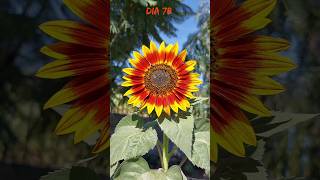 🌻🤗Girasoles de colores🤗🌻 girasoles agronomia flores plantas [upl. by Kenaz727]