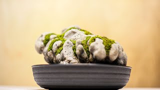 Making Mini Moss Garden on Coral Rock [upl. by Levitan456]