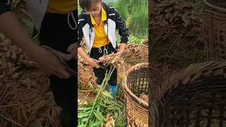 Fresh Ginger Prep Cutting Made Easy agriculture farming satisfying [upl. by Utimer981]