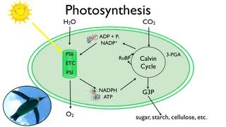 Photosynthesis Fun in the Sun [upl. by Ramona]