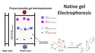 Native gel electrophoresis [upl. by Eixid]