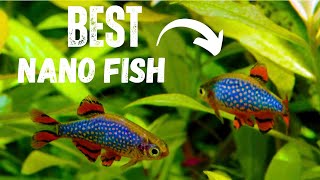 BEST Nano Fish For Your Aquarium  TOP 7 [upl. by Niles]