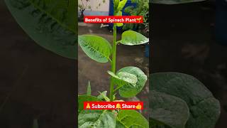 Benefits of Spinach Plant🌱 shortvideo viralvideo gardening vegetables nature Spinachplant [upl. by Beaulieu]