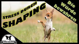 Was ist Shaping amp wie tiergerecht ist es Beispiele für Hund Pferd amp Mensch  es geht um Würde [upl. by Celine627]