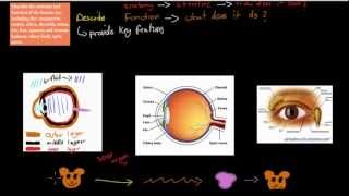 C23 Structure and function of the eye HSC biology [upl. by Wilkie752]