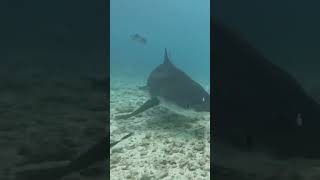 Diving with sharks diving travel scubadiving sharktourism thailand [upl. by Elita463]