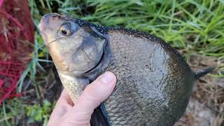 Lahna Katiskassa 😳 Checking Fishtrap 🐟 The common bream Abramis brama 🐟 Kalastus Fishing Fish [upl. by Stichter]