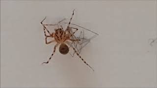 Spitting spider eating Daddy Long legs spider [upl. by Cavanagh699]