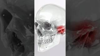 TMJ Disorders 3D Animation [upl. by Ratep]