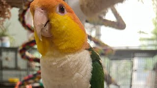 Thinking Of Getting A Caique Parrot What I Would Want To Know parrotbliss [upl. by Willard]