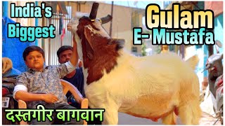 Dastagir Bagwan’s GulamEMustafa 2024  India’s Most Awaited Kota Goat in Satara Maharashtra [upl. by Eelahc]