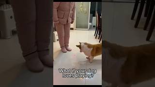 What if your dog loves playing dog cutedog doglover pets cutepets [upl. by Crispa]