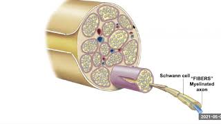 Lecture 235 Saltatory conduction [upl. by Nellaf]