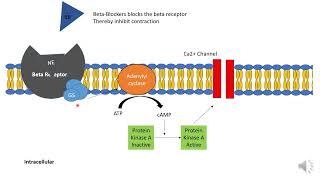 Pharmacology of Beta blockers [upl. by Eseilana]