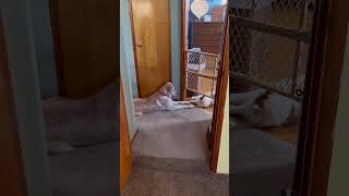 Cat dog reaching out touching me… touching youdog cat dogs cats animals funny pets [upl. by Leitman]