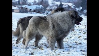 illyrian dog amstaff pitbull and cane corso [upl. by Olmsted]