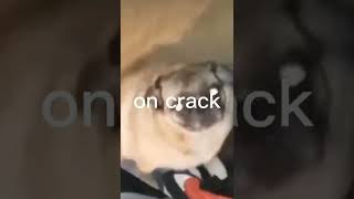 dancing pug meme [upl. by Irolam914]