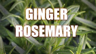 How to grow Ginger Rosemary [upl. by Ydarg]