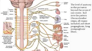 Chapter 14  Autonomic Nervous System  Part 1 [upl. by Kore600]