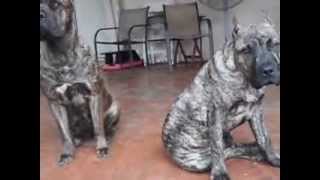 Presa Canario Puppy for sale 5 months old [upl. by Nela11]