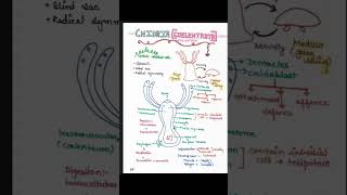 Part 1 CBSE Class 11 Biology Animal Kingdom Chapter 4 Notes 2024 neet cbse pw science tsg [upl. by Lambrecht]