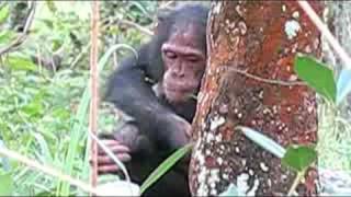 Chimpanzee Research in Tanzania [upl. by Barbarese308]