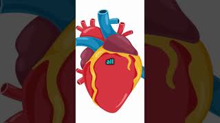 ❤️How the Human Heart Works A Journey Through the Chambers ❤️ humanheart heart humanbiology [upl. by Fast]