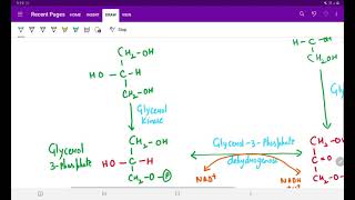 SYNTHESIS OF TRIACYLGLYCEROL [upl. by Lebazi902]