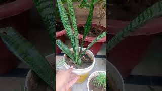 5 best air purifying for every plants lover❤️❤️ airpurifierplant  plants lover  garden [upl. by Lenaj]