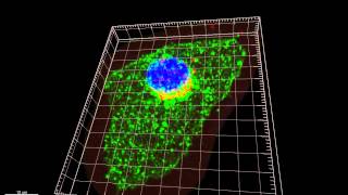 GLUT4 in a basal adipocyte [upl. by Glogau602]