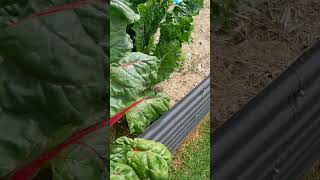 Quick garden update  October 2024 Garden Tour [upl. by Devonna573]