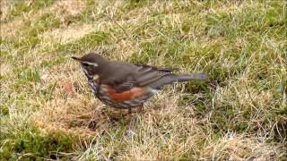 Rödvingetrast med fågelsång Redwing [upl. by Nilatak]