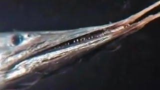 Eels with pointed beaks  slender snipe eel and silver pike eel [upl. by Whipple]