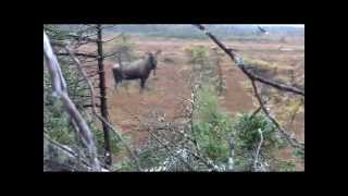 Portland Creek Hunting and Fishing [upl. by Farly]